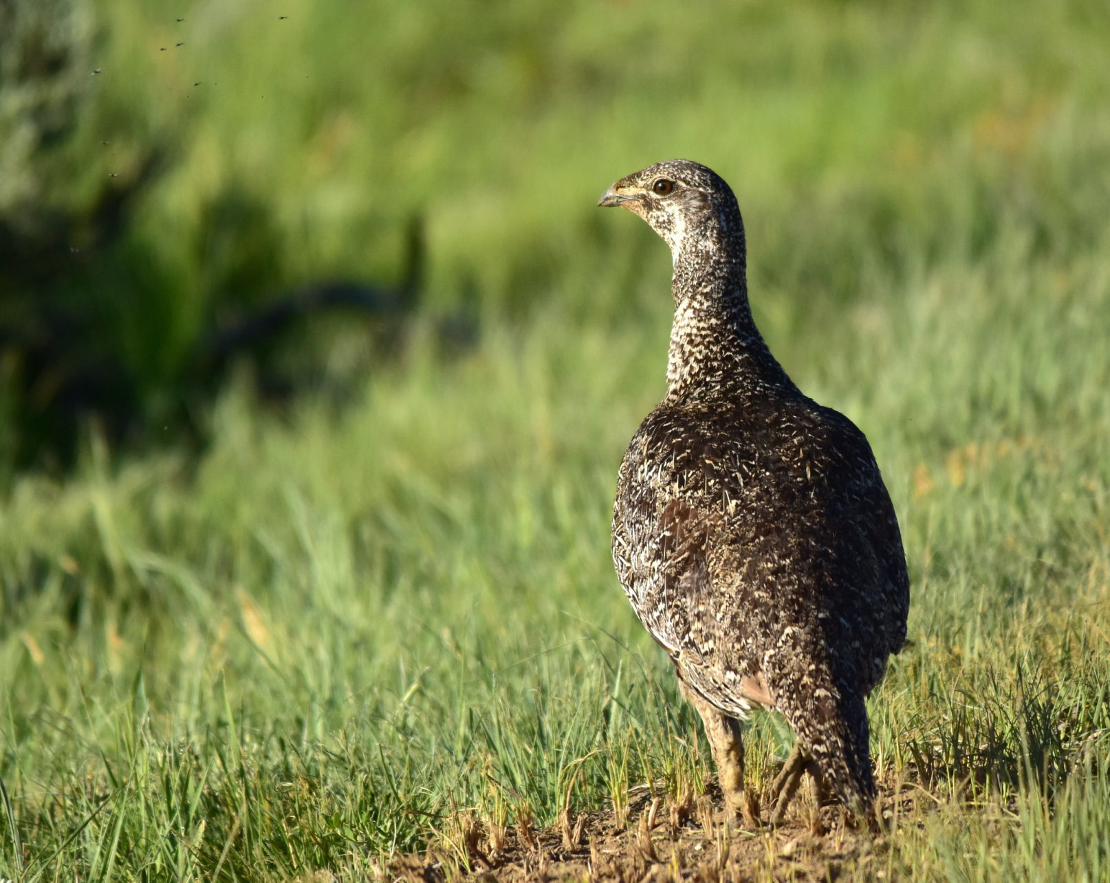 Sage grouse